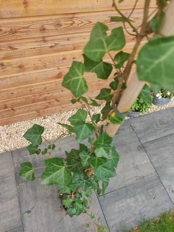 Hedera Hibernica 2-4 ranken 160-180cm beschikbaar voor biedingen
