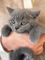 Britse korthaar kittens, Dieren en Toebehoren, Katten en Kittens | Raskatten | Korthaar, Meerdere dieren, Ontwormd, 0 tot 2 jaar