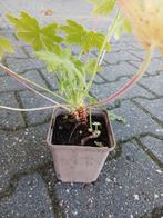 Geranium macrorhizum - Rotsooievaarsbek, Bodembedekkers, Vaste plant, Ophalen of Verzenden, Halfschaduw