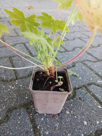 Geranium macrorhizum - Rotsooievaarsbek beschikbaar voor biedingen