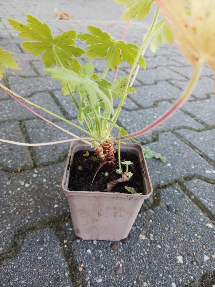 Geranium macrorhizum - Rotsooievaarsbek, Tuin en Terras, Planten | Tuinplanten, Vaste plant, Bodembedekkers, Halfschaduw, Lente