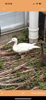 1-1 witte pijlstaart te koop, Dieren en Toebehoren, Pluimvee, Meerdere dieren, Eend