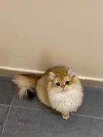 Kampioenszoon! Showkwaliteit, British Longhair Kater, Kater, Gechipt, 0 tot 2 jaar