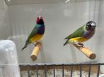 Gouldamadines, koppel, 2025, Dieren en Toebehoren, Meerdere dieren, Geringd
