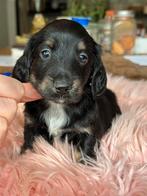 Langharige dwerg teckel teefje 1500€ black& tan, Dieren en Toebehoren, Honden | Teckels en Dashonden, Nederland, 8 tot 15 weken