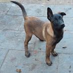 Mechelse herder reu en teef wegens annulering buitenland, 8 tot 15 weken, Teef, Eén hond, Herder