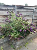 Vlinderstruik gratis ophalen, Tuin en Terras, Planten | Tuinplanten, Ophalen