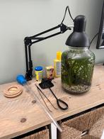 werkend garnalen en slakken aquarium, Ophalen, Zo goed als nieuw, Gevuld zoetwateraquarium
