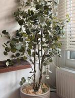 Eucalyptus plant met pot, Overige soorten, In pot, Minder dan 100 cm, Groene kamerplant