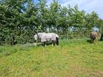 Gezocht: Plekje in eigen beheer, 2 of 3 paarden of pony's