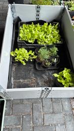Slaplantjes Slaplanten Boerenkool sla boerenkool € 0.20, Tuin en Terras, Planten | Tuinplanten, Volle zon, Groenteplanten, Eenjarig