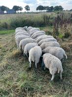 Noorhollander ooilammeren, Dieren en Toebehoren, Schapen, Geiten en Varkens, Vrouwelijk, Schaap, 0 tot 2 jaar