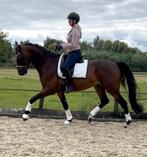 Talentvolle brave 4 jarige ruin!, Dieren en Toebehoren, Paarden, B, Gechipt, Ruin, Dressuurpaard