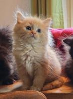 Prachtige Maine Coon / BKH Mix Kittens (nog 1 beschikbaar), Dieren en Toebehoren, Meerdere dieren, Gechipt, 0 tot 2 jaar