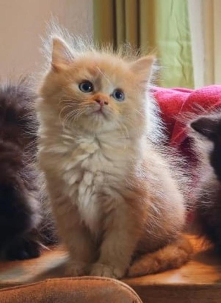 Prachtige Maine Coon / BKH Mix Kittens (nog 1 beschikbaar), Dieren en Toebehoren, Katten en Kittens | Raskatten | Langhaar, Meerdere dieren
