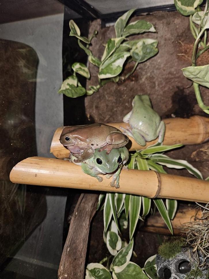 1.2 Volwassen trio Koraalteenboomkikkers(Litoria Caerulea)