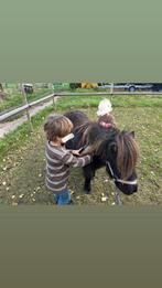 Kind vriendelijke ponys 100%betrouwbaar, Dieren en Toebehoren, Merrie, Recreatiepaard