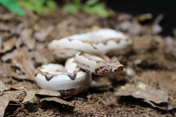Solomon grond boa (Candoia paulsoni santa isabel)