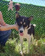 Hoi, ik ben Oreo uit Georgië!, Dieren en Toebehoren, Particulier, Rabiës (hondsdolheid), Reu, 1 tot 2 jaar