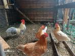 Diverse kuikens en kippen legkippen en  krielkippen, Dieren en Toebehoren, Meerdere dieren, Kip