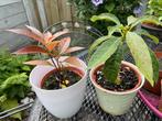 Avocado plant in 11 cm pot, Ophalen, Nieuw, Kraamcadeau