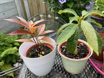 Avocado plant in 11 cm pot beschikbaar voor biedingen