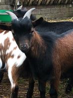 Dekbok, dwergbok, Dieren en Toebehoren, Schapen, Geiten en Varkens, Mannelijk, Geit, 0 tot 2 jaar