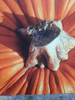 2 wandpanelen kalebas-pompoen- herfst-gratis-, Ophalen