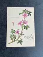 10 prenten kruiden/ planten16,5x24 samen  18 euro madeliefje, Antiek en Kunst, Antiek | Schoolplaten, Ophalen of Verzenden, Natuur en Biologie