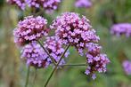 Uit de biologische moestuin: Paarse Verbena, plantjes, Ophalen of Verzenden, Zomer, Overige soorten, Volle zon