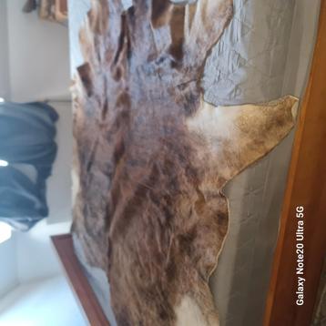 Koeienhuid vloerkleed  beschikbaar voor biedingen