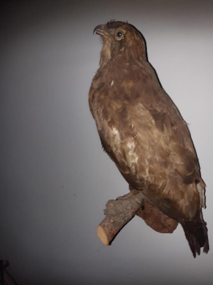 buizer   opgezette dieren, Verzamelen, Dierenverzamelingen, Zo goed als nieuw, Opgezet dier, Wild dier, Ophalen of Verzenden