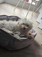 Maltezer zoekt een nieuw thuis, Dieren en Toebehoren, Honden | Chihuahua's en Gezelschapshonden, 6 jaar of ouder, Maltezer, Particulier