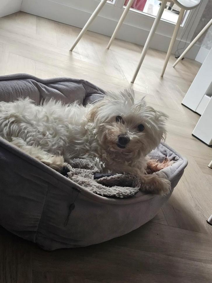 Maltezer zoekt een nieuw thuis, Dieren en Toebehoren, Honden | Chihuahua's en Gezelschapshonden, Reu, Maltezer, Particulier, Eén hond