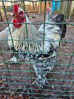 Brahma haan, Dieren en Toebehoren, Pluimvee, Mannelijk, Kip
