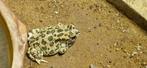 Afrikaanse groene padden (Bufotes boulengeri), Dieren en Toebehoren, Reptielen en Amfibieën
