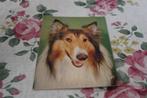 Honden Postkaart - Portret van een Sable Schotse Collie, FRA, Verzenden, 1960 tot 1980, Ongelopen, Hond of Kat