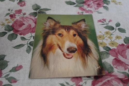 Honden Postkaart - Portret van een Sable Schotse Collie, FRA, Verzamelen, Ansichtkaarten | Dieren, Ongelopen, 1960 tot 1980, Hond of Kat