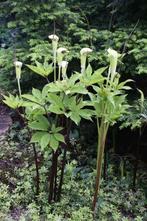 Arisaema tortuosum, zeer mooie schaduw plant, Ophalen, Zomer, Overige soorten