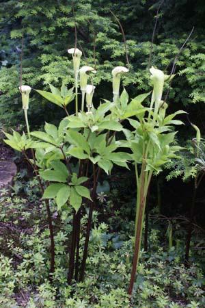 Arisaema tortuosum, zeer mooie schaduw plant, Tuin en Terras, Planten | Tuinplanten, Overige soorten, Zomer, Ophalen