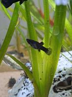 Black molly, Dieren en Toebehoren, Vissen | Aquariumvissen, Vis