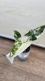 Syngonium albo variegata, Huis en Inrichting, Kamerplanten, Ophalen of Verzenden, Overige soorten, Minder dan 100 cm