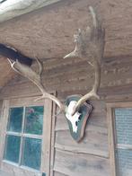 Zeer fors gewei damhert stangen hert trofee landelijk, Ophalen of Verzenden, Hert, Gewei of Kop