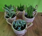 6x mandje met vetplanten., Huis en Inrichting, Kamerplanten, Ophalen, Halfschaduw, Minder dan 100 cm