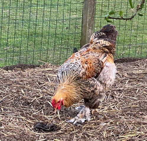 Brahma hanen, Dieren en Toebehoren, Pluimvee, Kip, Mannelijk