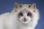 Ragdoll kittens, Dieren en Toebehoren, Katten en Kittens | Raskatten | Langhaar, Kater, Gechipt
