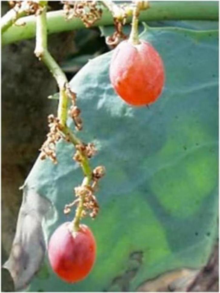 Caudex Cyphostemma Juttae) uit Namibie potmaat 25-30 cm., Huis en Inrichting, Kamerplanten, Overige soorten, Minder dan 100 cm
