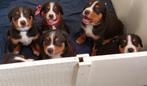 zwitserse sennenhond, 8 tot 15 weken, Meerdere, Nederland, Particulier