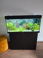 Juwel 180 liter, Dieren en Toebehoren, Vissen | Aquariumvissen, Vis, Zoetwatervis