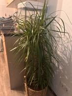 Planten, Ophalen, Halfschaduw, Minder dan 100 cm